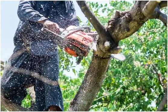 tree services Montoursville
